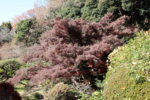 IMG_4496日本庭園入口部