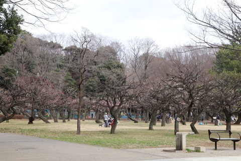 IMG_5848砧公園東側梅林