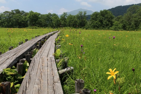 IMG_1353中田代のニッコウキスゲ群生地と至仏山