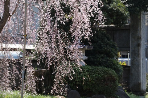 IMG_7411妙法寺