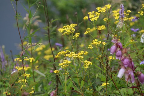IMG_1240八方池のお花畑オミナエシ