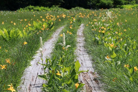 IMG_0625コバイケイソウとニッコウキスゲ