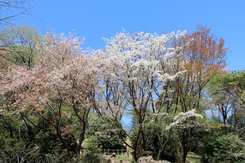 IMG_7863花木園