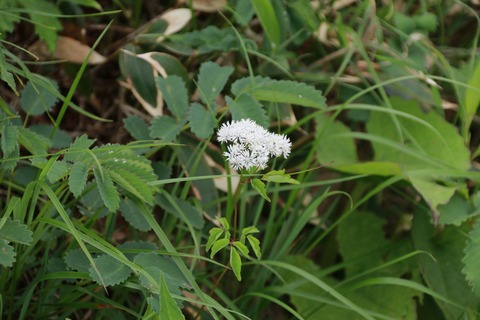 IMG_1216ミヤマカラマツ