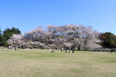 IMG_8034砧公園