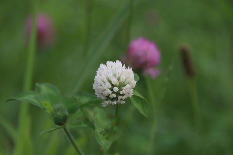 7月アカツメクサ(シロバナ)(多摩川土手)