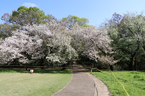 IMG_8005砧公園