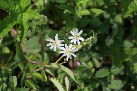 IMG_0997黒菱平シリバナハナニガナ