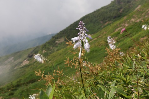 IMG_1099オオバギボウシ