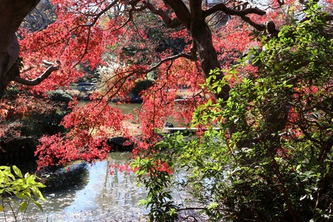 IMG_4498イロハモミジ