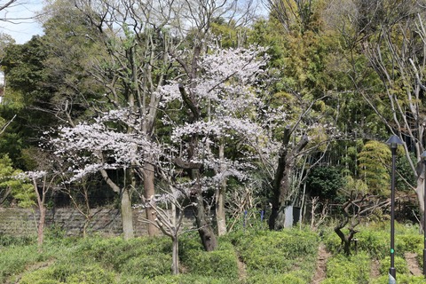 IMG_7344岡本公園