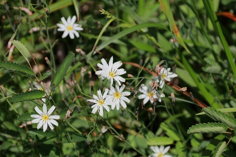 IMG_0646シロバナハナニガナ