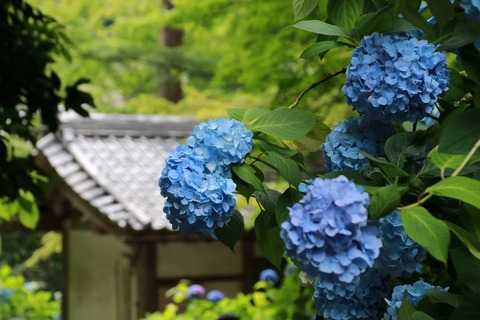 IMG_9613明月院 総門屋根