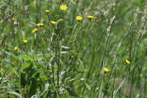 IMG_7322コウゾリナ?