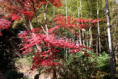 IMG_4849旧小坂邸