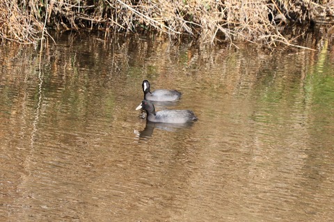 オオバン2021.01野川