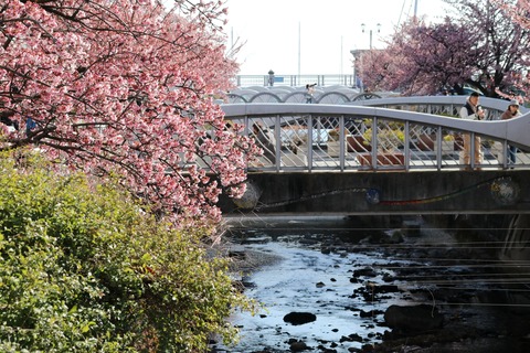 IMG_5667糸川遊歩道 あたみ桜