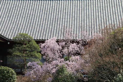 IMG_7238増上寺会館の屋根と桜
