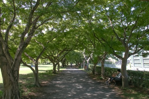 IMG_1980イロハモミジ林