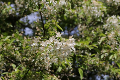 IMG_8446ズミ