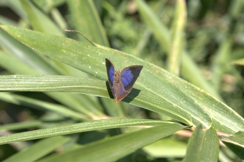 IMG_2037ムラサキシジミ