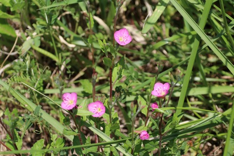 IMG_7361ユウゲショウ