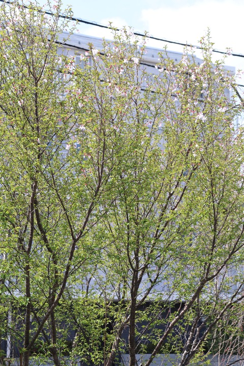 IMG_7371既に葉桜