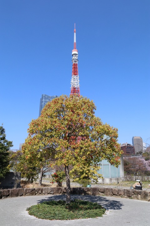 IMG_7234芝公園
