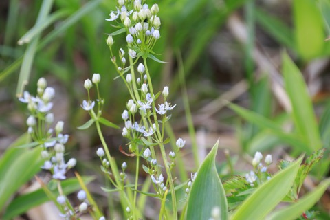 IMG_1342ハッポウタカネセンブリ