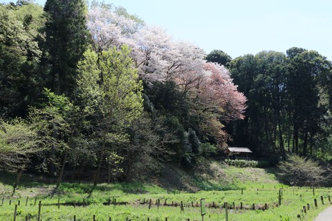 IMG_7942清水の谷