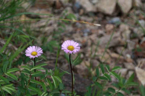 IMG_1388ミヤマアズマギク