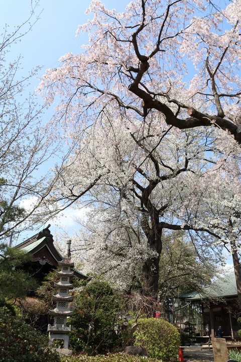 IMG_7451妙法寺