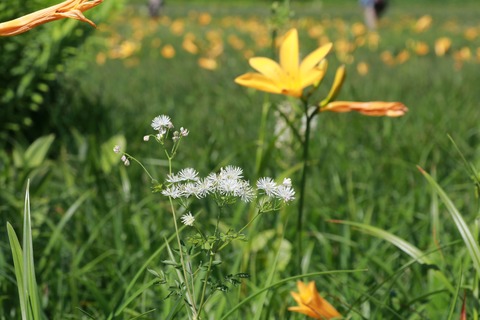 IMG_0653カラマツソウ