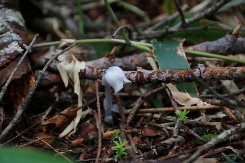 IMG_0806ギンリョウソウ