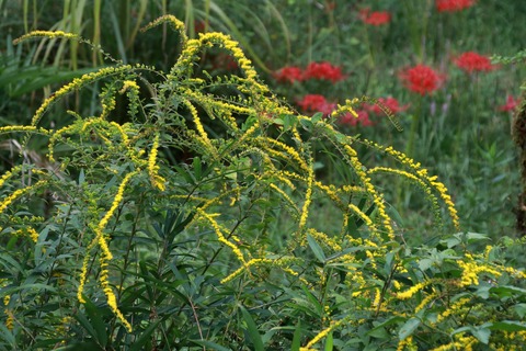 IMG_1855ソリダコ