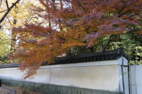 IMG_4544小石川後楽園 外塀