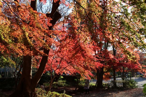 IMG_4906岡本公園