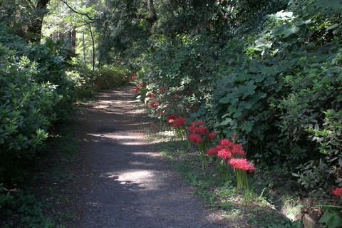 IMG_1964小石川植物園
