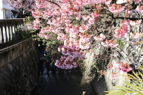 IMG_5673糸川遊歩道 あたみ桜