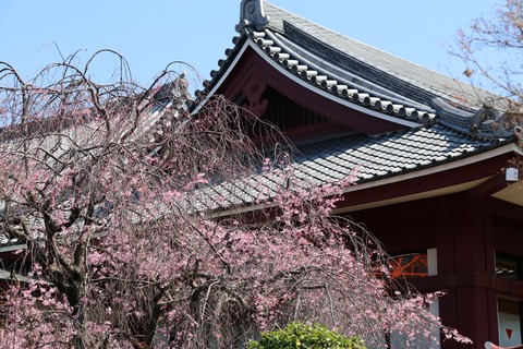 IMG_7243増上寺会館