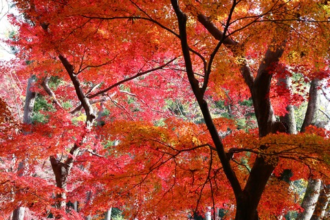 IMG_0679旧小坂邸