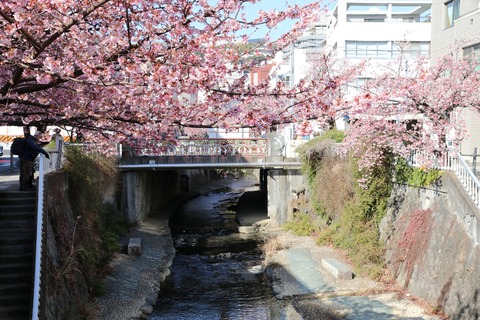 IMG_5660糸川遊歩道 あたみ桜