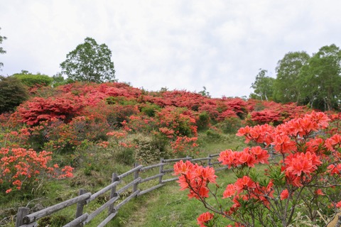 IMG_8887見晴山展望台へ登る_edited