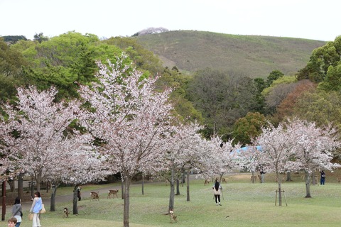 IMG_8256春日野園地