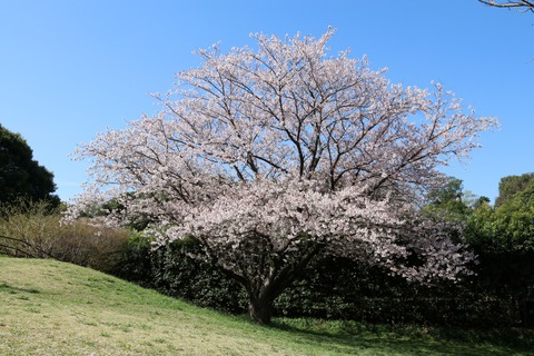 IMG_7824展望広場の南の丘