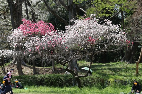 IMG_5645砧公園