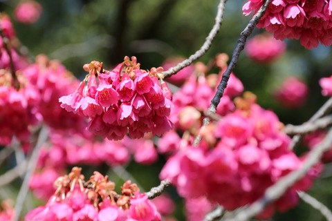 IMG_6717自由広場の寒緋桜