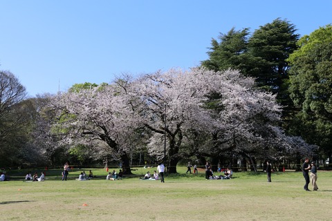 IMG_8030砧公園