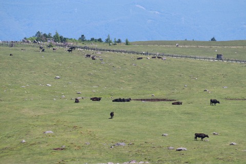 IMG_0226美ヶ原高原(牧場)