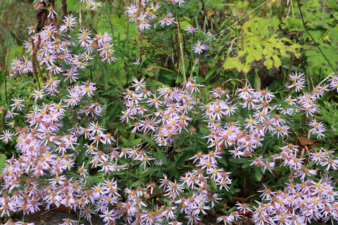 IMG_2105ノコンギク